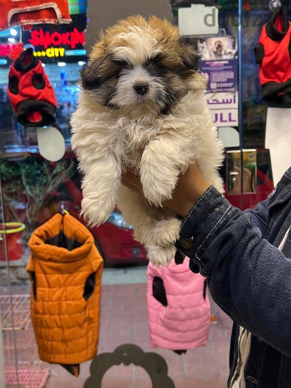 Havanese puppies 55 days(هافنيز بابي 55 يوم ) 2