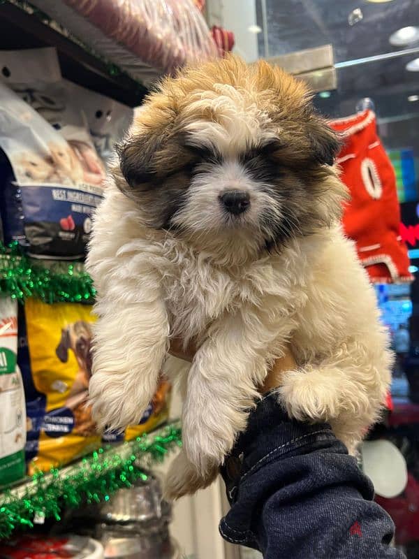 Havanese puppies 55 days(هافنيز بابي 55 يوم ) 4