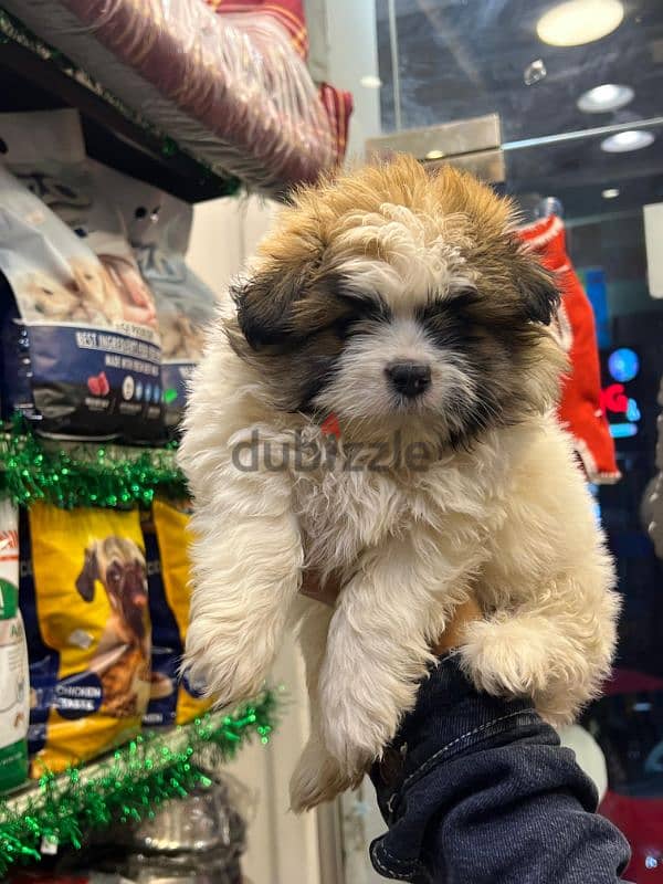 Havanese puppies 55 days(هافنيز بابي 55 يوم ) 5