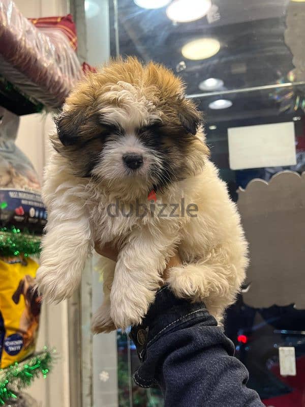 Havanese puppies 55 days(هافنيز بابي 55 يوم ) 9