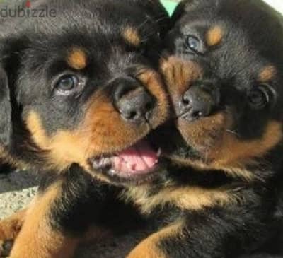 كلب روت وايلر  Rottweiler puppies