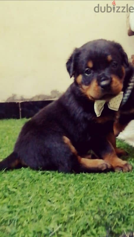 كلب روت وايلر  Rottweiler puppies 2