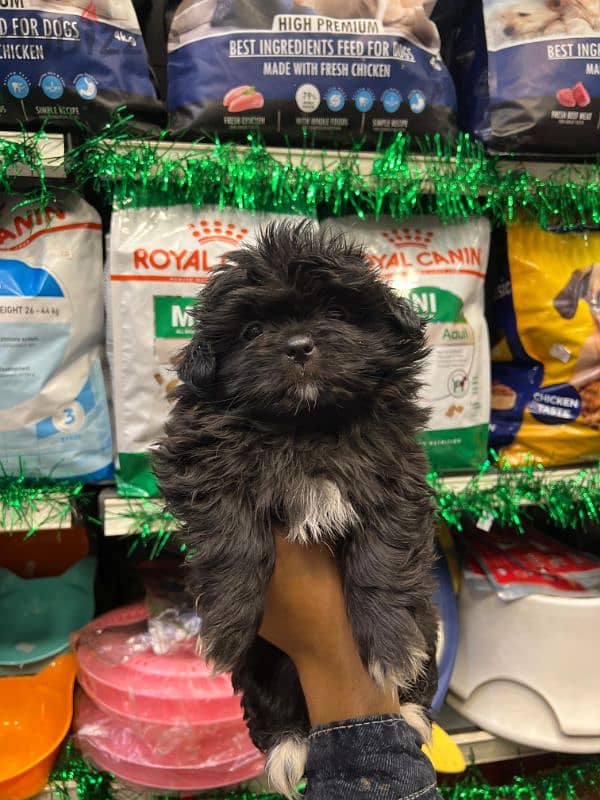 mini havanese puppy 45 femal (ميني هافنيز بابي 45 يوم ) 1