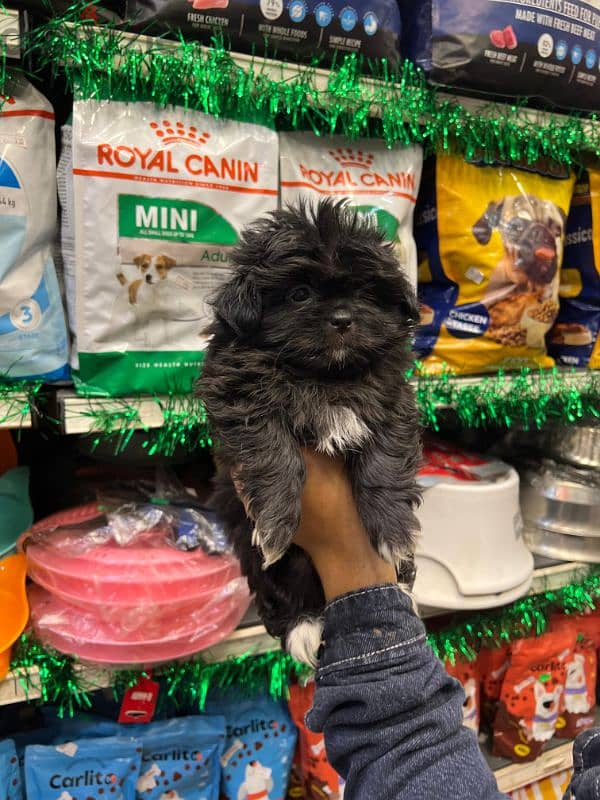 mini havanese puppy 45 femal (ميني هافنيز بابي 45 يوم ) 2