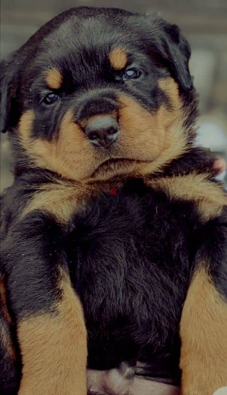 جراوي روت وايلر ألماني بيور Rottweiler male & female 1