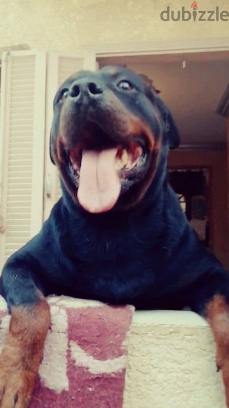 جراوي روت وايلر ألماني بيور Rottweiler male & female 4