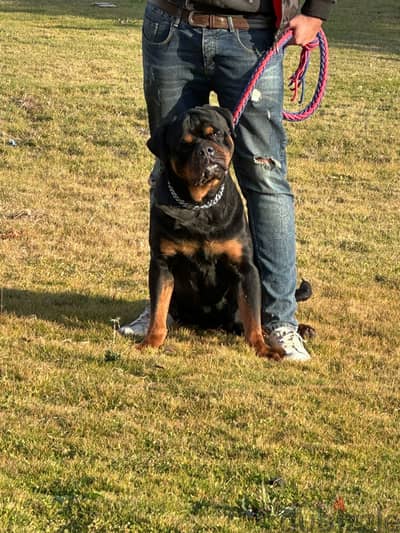 زواج كلاب  (Rottweiler) من دم تيمت التور العالمي  (شهادة نسب متوفرة)