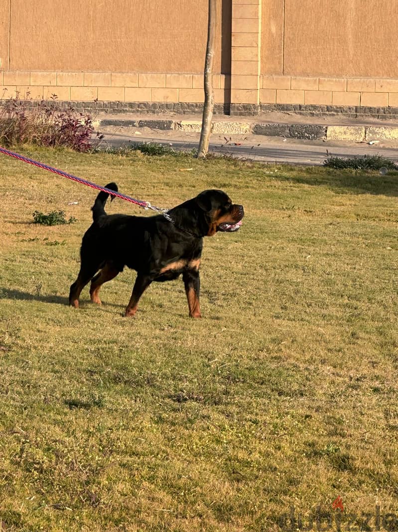 للزواج فقط  (Rottweiler) من دم تيمت التور العالمي  (شهادة نسب متوفرة) 2