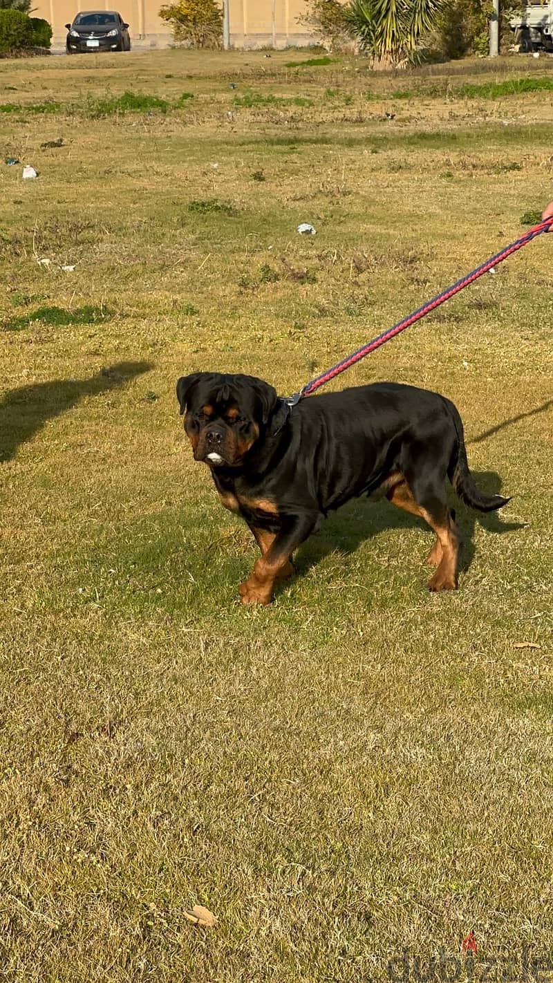 للزواج فقط  (Rottweiler) من دم تيمت التور العالمي  (شهادة نسب متوفرة) 3