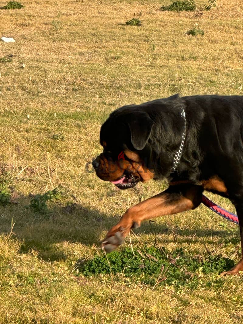 للزواج فقط  (Rottweiler) من دم تيمت التور العالمي  (شهادة نسب متوفرة) 4