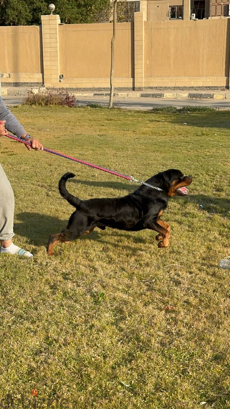 للزواج فقط  (Rottweiler) من دم تيمت التور العالمي  (شهادة نسب متوفرة) 6