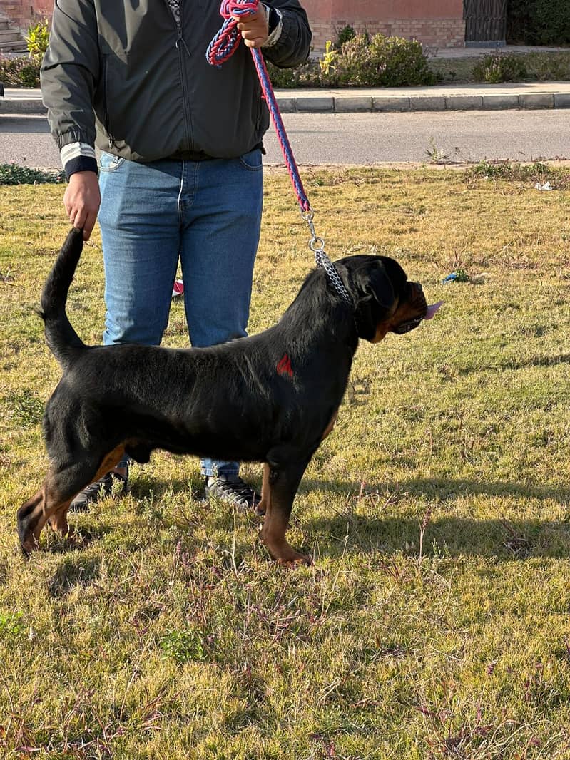 للزواج فقط  (Rottweiler) من دم تيمت التور العالمي  (شهادة نسب متوفرة) 7