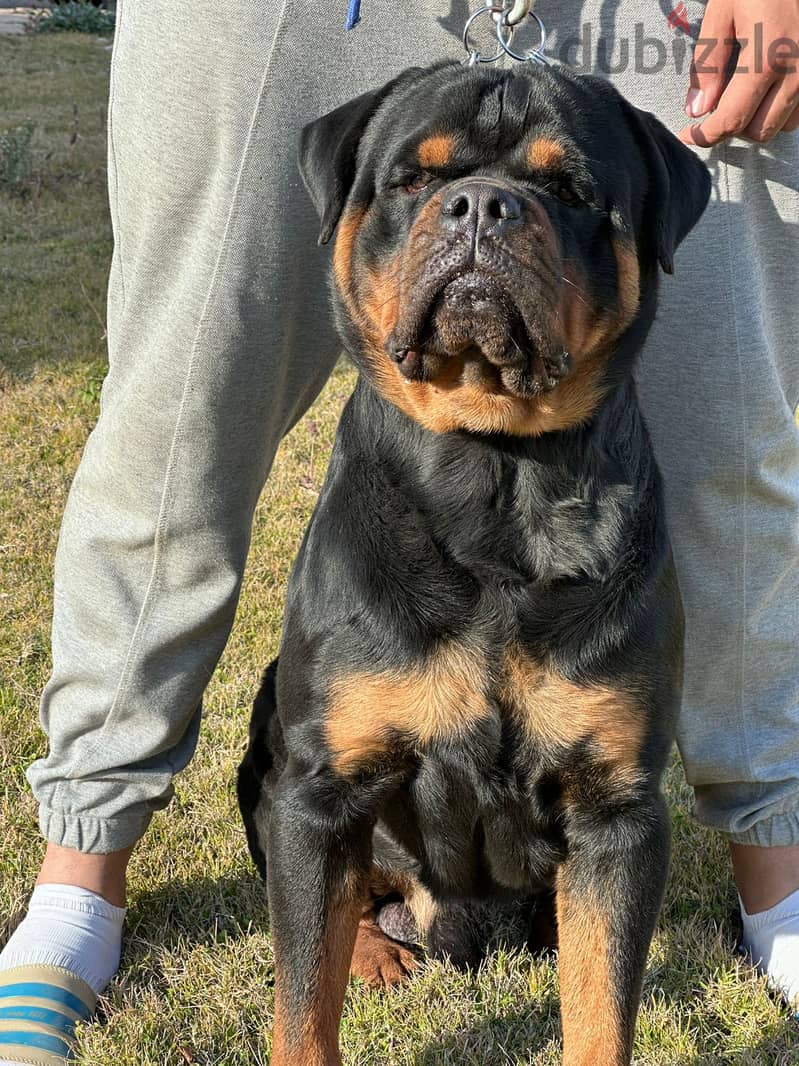 للزواج فقط  (Rottweiler) من دم تيمت التور العالمي  (شهادة نسب متوفرة) 9