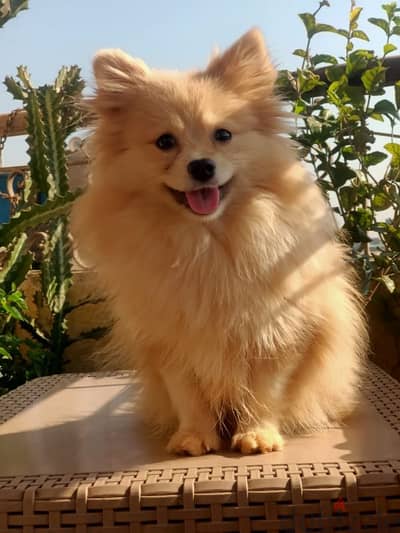 Pomeranian male puppy 7 months vaccinated and deworming بوميرانيان