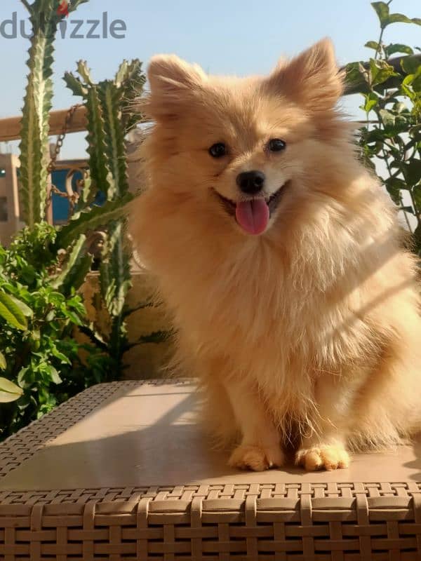 Pomeranian male puppy 7 months vaccinated and deworming بوميرانيان 1