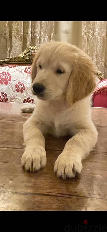 Golden retriever white puppy 1