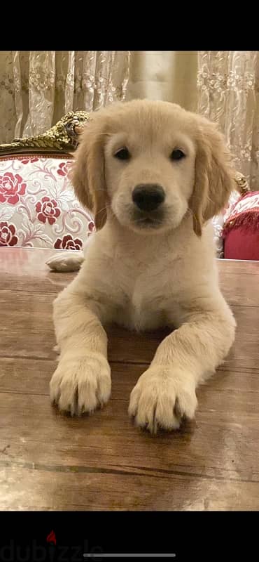 Golden retriever white puppy 2