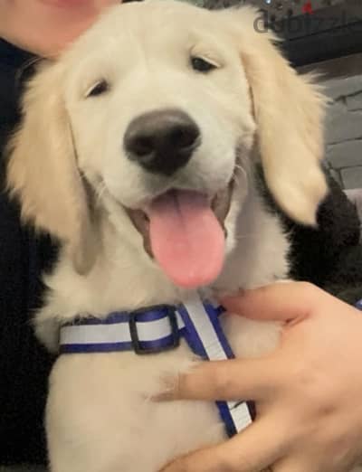 Golden retriever white puppy