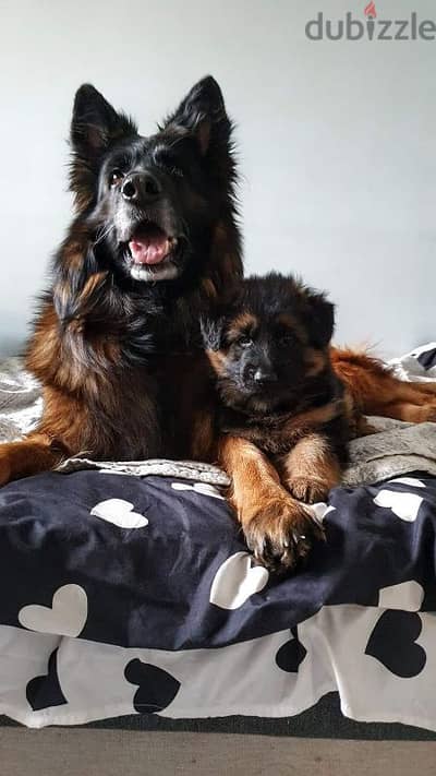 German shepherd puppies male female German جراوي جيرمن شيبرد ذكر انثي