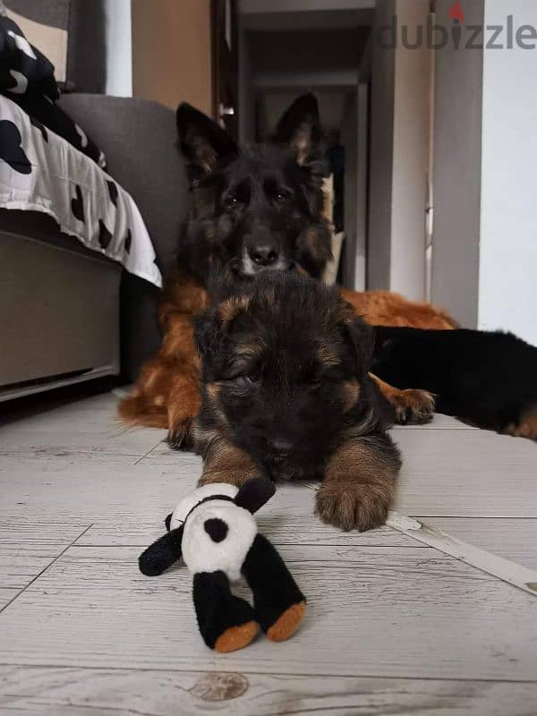 German shepherd puppies male female German جراوي جيرمن شيبرد ذكر انثي 1