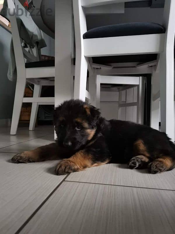 German shepherd puppies male female German جراوي جيرمن شيبرد ذكر انثي 2