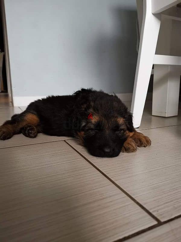 German shepherd puppies male female German جراوي جيرمن شيبرد ذكر انثي 3