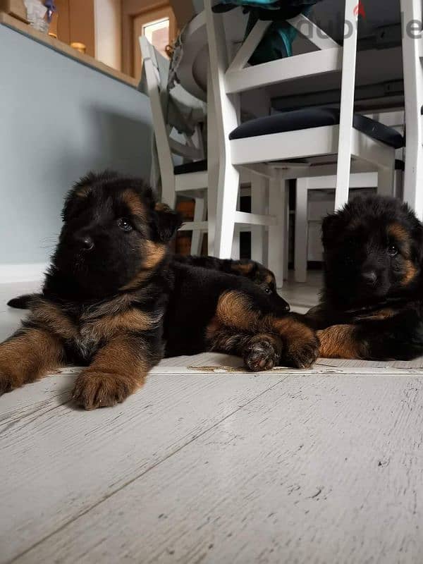 German shepherd puppies male female German جراوي جيرمن شيبرد ذكر انثي 5