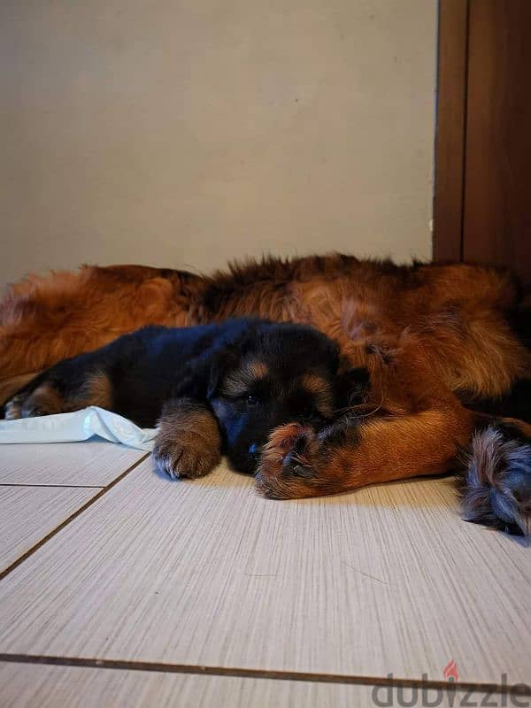 German shepherd puppies male female German جراوي جيرمن شيبرد ذكر انثي 7