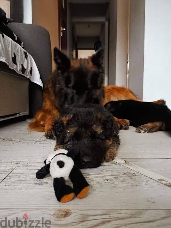 German shepherd puppies male female German جراوي جيرمن شيبرد ذكر انثي 8