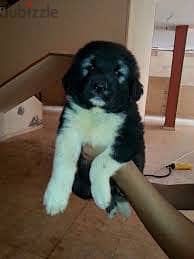 Caucasian puppies males and females for aduption