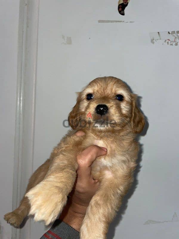 Spaniel cocker puppies for sale 2