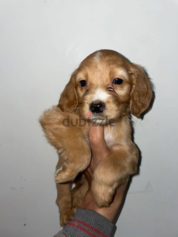 Spaniel cocker puppies for sale 3