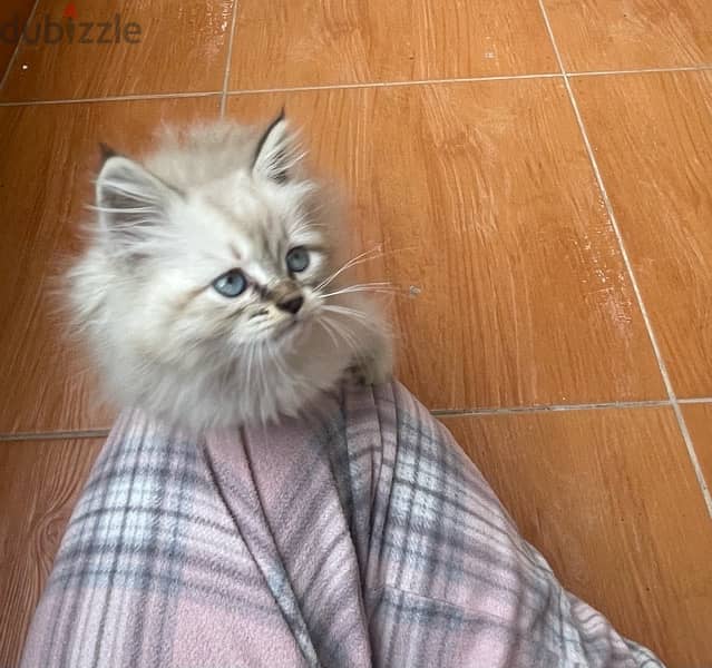 Lilac Ragdoll راغدول 0