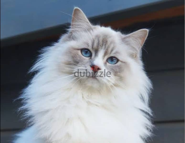 Lilac Ragdoll راغدول 2