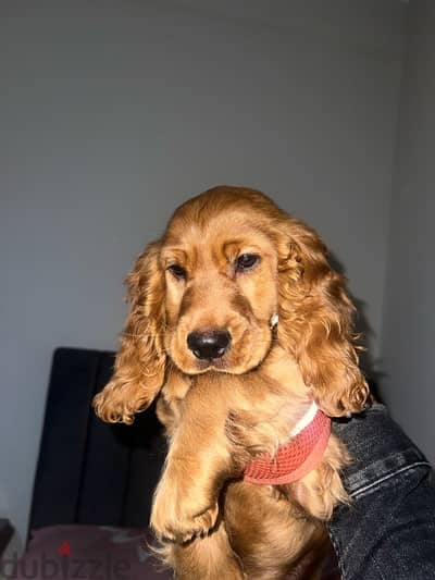 Cocker Spaniel