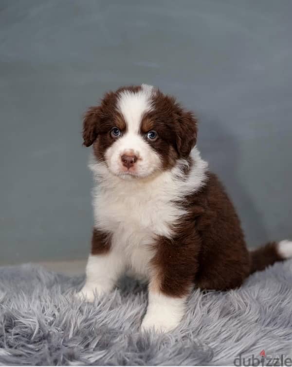 australian shepherd puppy for sale male 0