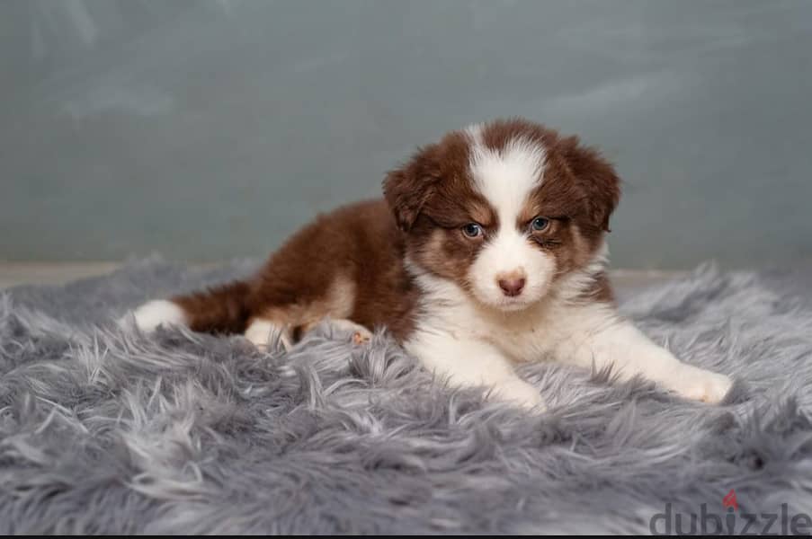 australian shepherd puppy for sale male 2