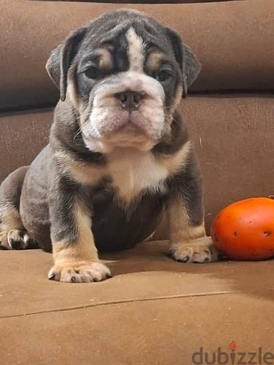 English Bulldog Tri Color puppy For sale From Europe