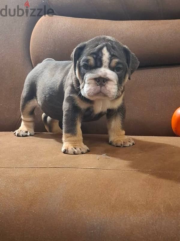 English Bulldog Tri Color puppy For sale From Europe 1