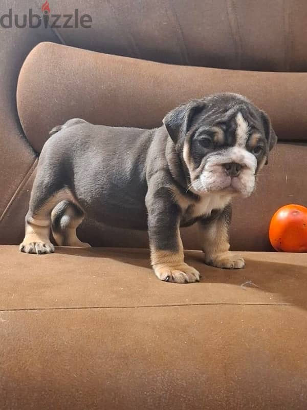 English Bulldog Tri Color puppy For sale From Europe 2