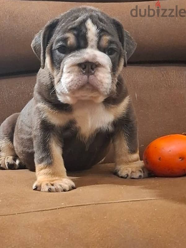 English Bulldog Tri Color puppy For sale From Europe 3