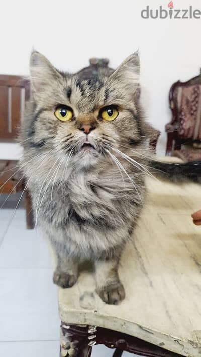 Scottish Straight Long Hair Cat