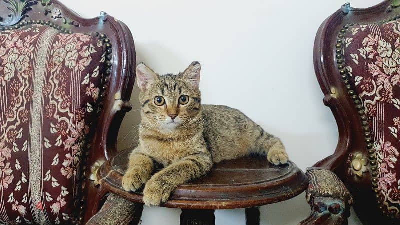 Scottish Straight Shorthair Golden 4