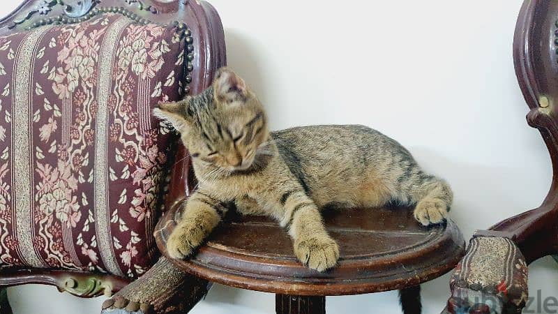 Scottish Straight Shorthair Golden 5