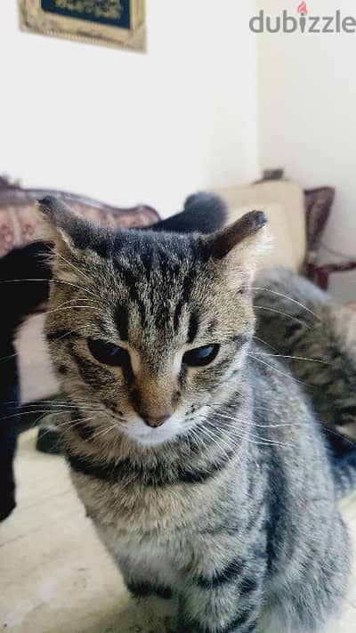 Scottish Straight Shorthair Tiger