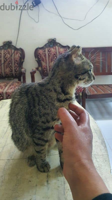 Scottish Straight Shorthair Tiger 1