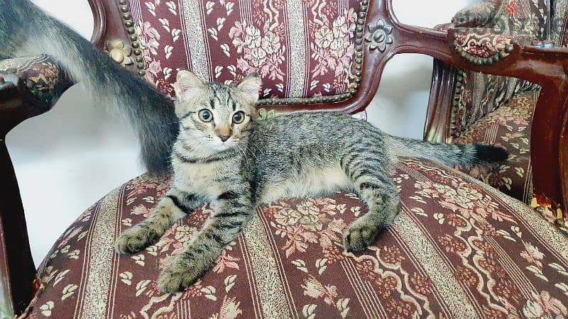 Scottish Straight Shorthair Tiger 3