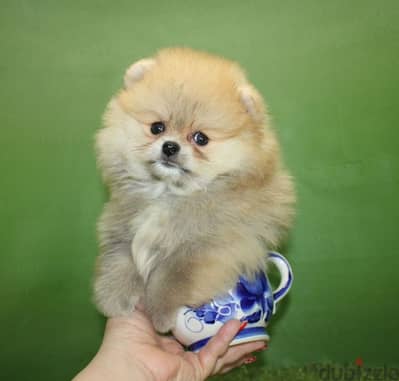 Mini Pomeranian imported from Russia