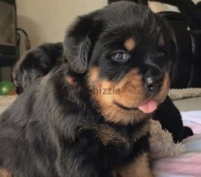 كلب روت وايلر  Rottweiler puppies