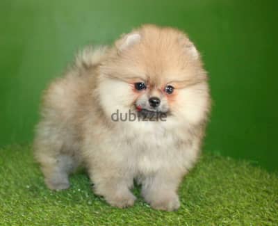 Mini Pomeranian imported from Russia